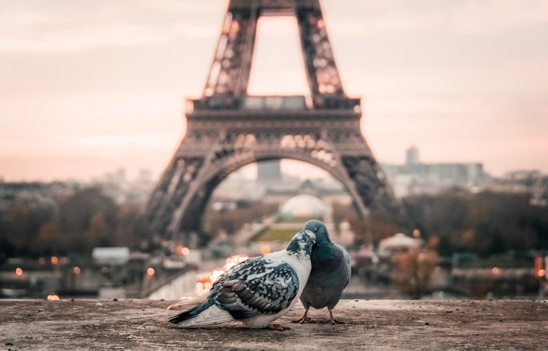 pigeons paris